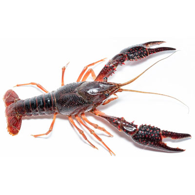 red swamp crayfish