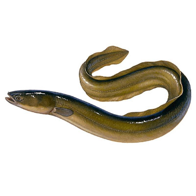 European Eel