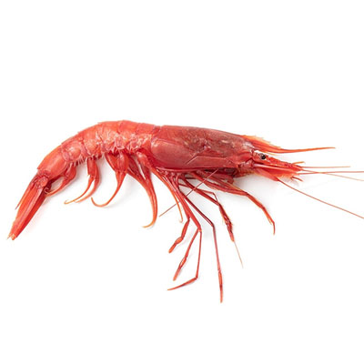 Giant red shrimp