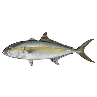 Greater amberjack