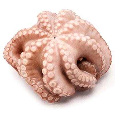 Octopus