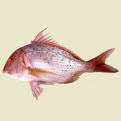 Bluespotted seabream