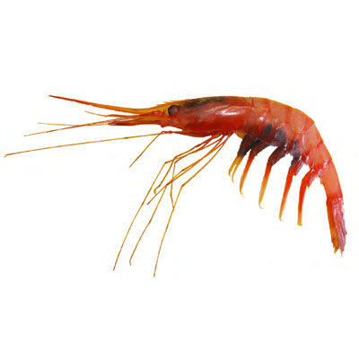 Soldier Striped Shrimp