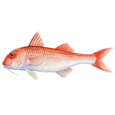 RED MULLET