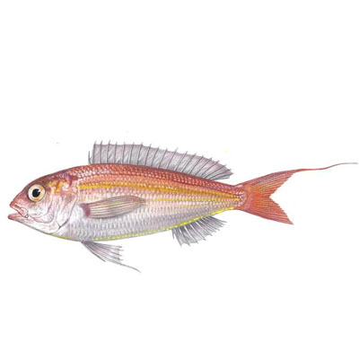 Randall's threadfin bream