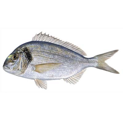 Sea Bream