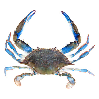 blue crab