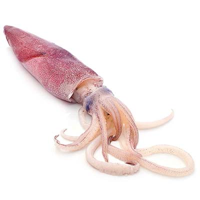 European squid