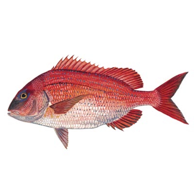 Red porgy