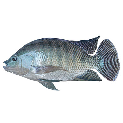 NILE TILAPIA