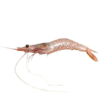 whiteshrimp