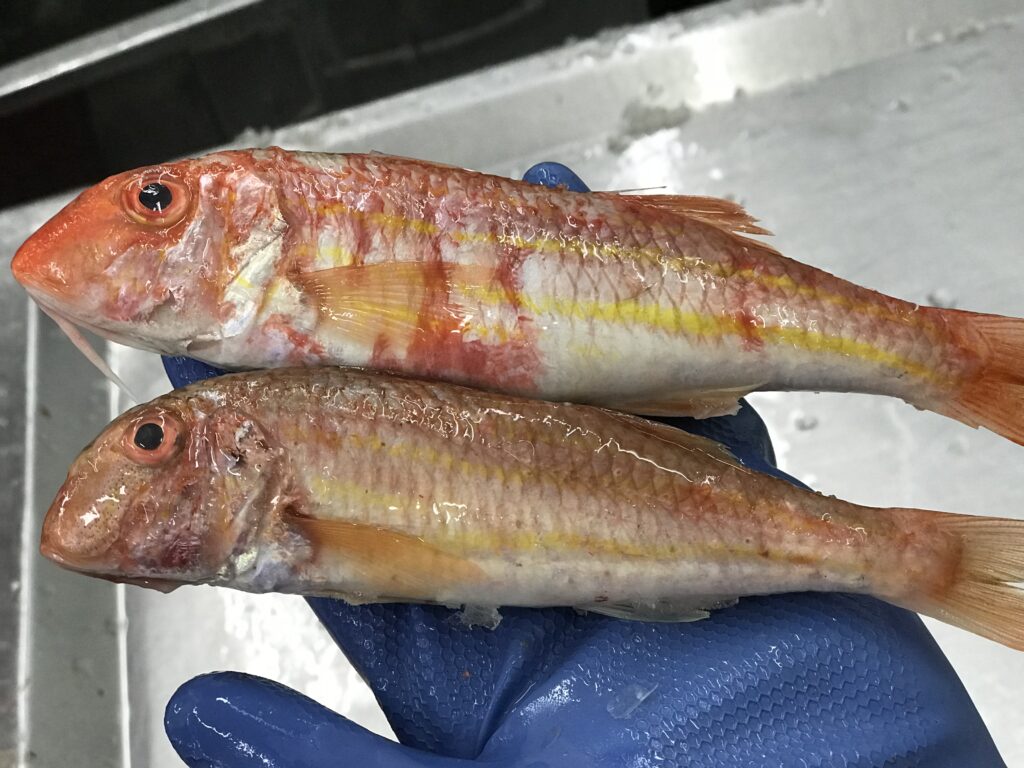 Red Mullet