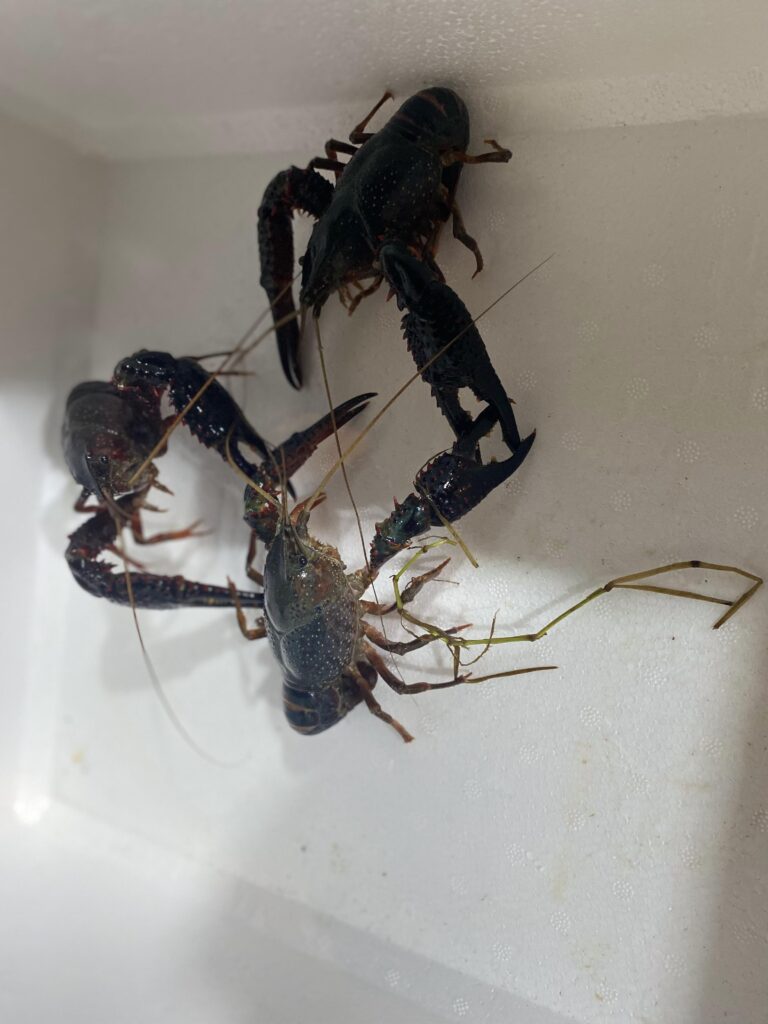 Red Swamp Crayfish