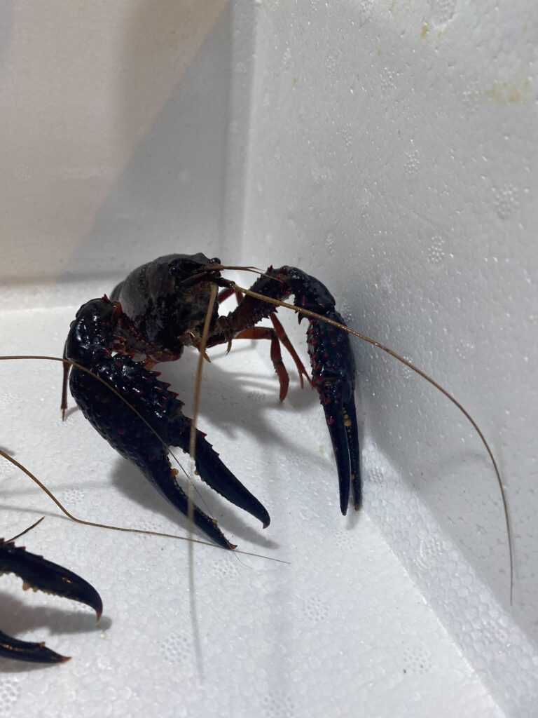 Red Swamp Crayfish