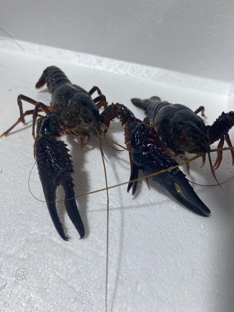 Red Swamp Crayfish